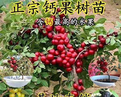 钙果苗的优质品种选择（如何选择最适合的钙果苗品种）