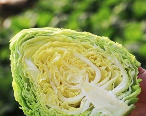 甘蓝菜和包菜的区别与联系（甘蓝菜与包菜）