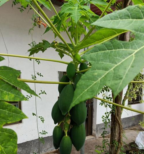 甘蔗开花的预兆和寓意解读（揭秘甘蔗开花的神秘面纱）