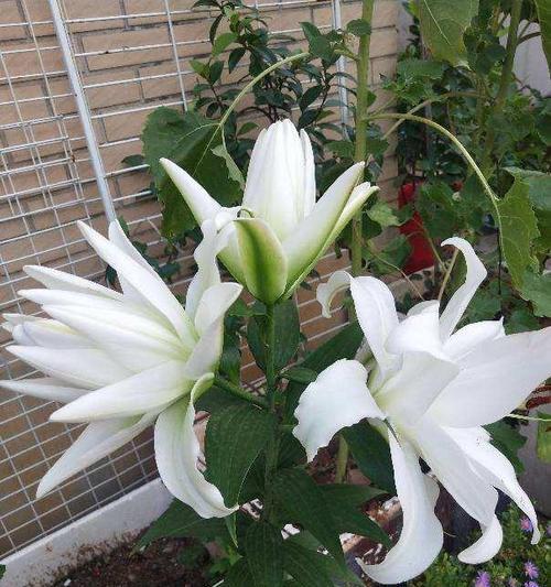如何正确养护刚买的百合花