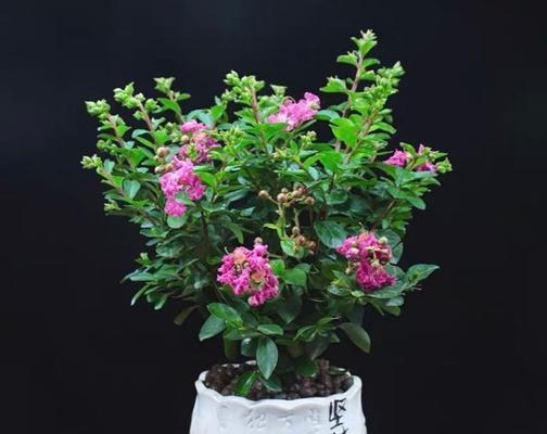 细高花盆的养花指南（打造迷人的小空间花园）