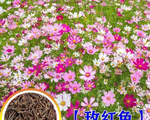 格桑花种子的种植方法（从购买到育苗全攻略）