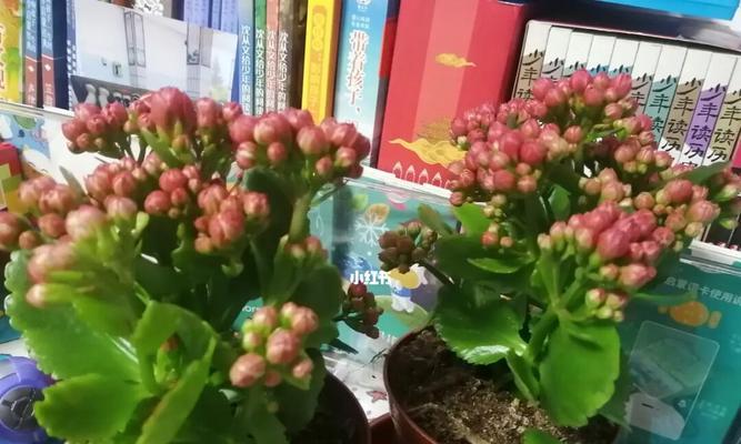 长寿花颜色的象征意义及文化内涵（揭示长寿花不同颜色所蕴含的文化和情感）