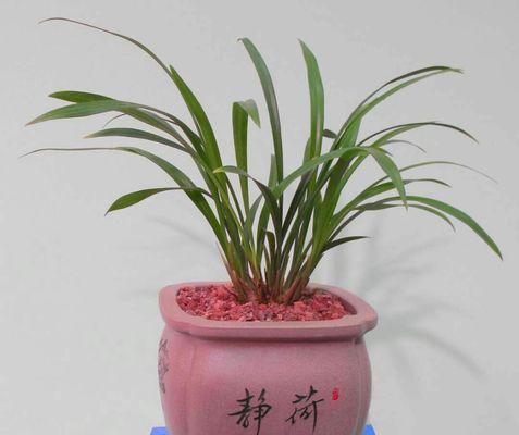 春兰花语的美丽寓意（盛开如春的花朵）