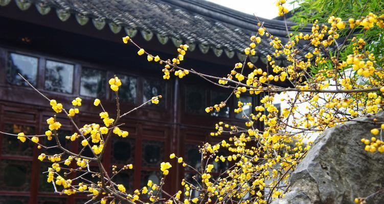 冬日梅花的坚韧之美（冬季梅花绽放的奇迹与意义）