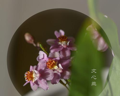 揭秘兰花语的含义与传承之道（探索兰花语的起源）
