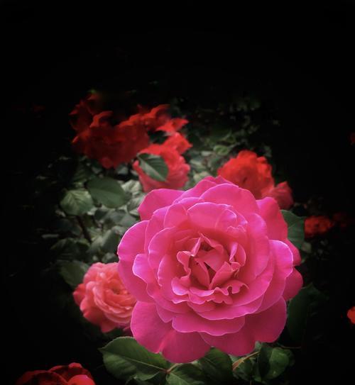 月季花语（用花语述说真挚情感）
