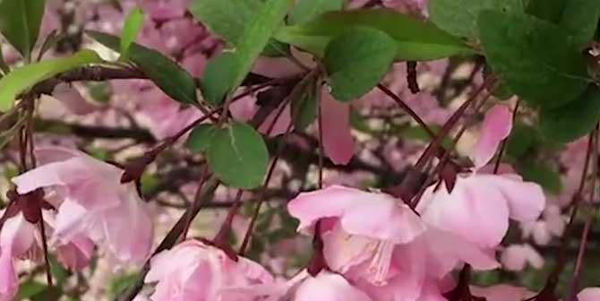 观叶海棠花语,品味生命之美(生命的脆弱与坚韧)