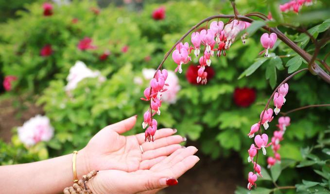 红牡丹花花语之美（传承千年的文化寓意与情感表达）
