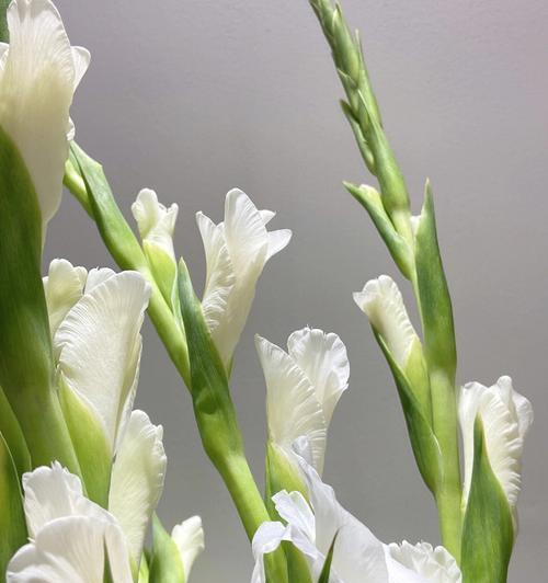 剑兰荷花（探寻剑兰荷花的花语与美学价值）