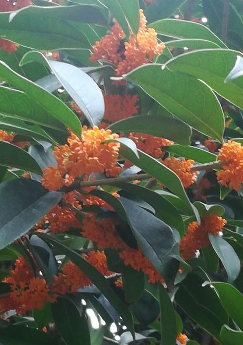 金桂花树（金桂花树的花语与传说）