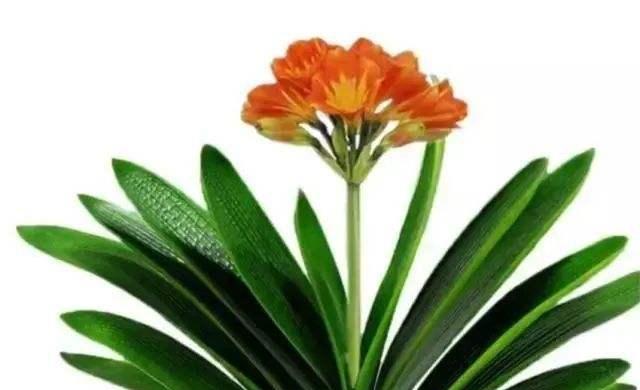 君子兰的花语与象征（用花语解读君子兰的美丽意义）