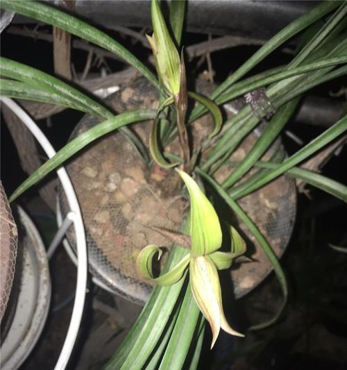 探秘兰花飞肩之意义（揭开兰花飞肩的神秘面纱）