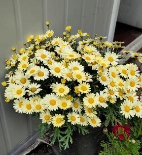 玛格丽特花——在寒冷季节中绽放的美丽（探究玛格丽特花的耐寒性及如何栽培）