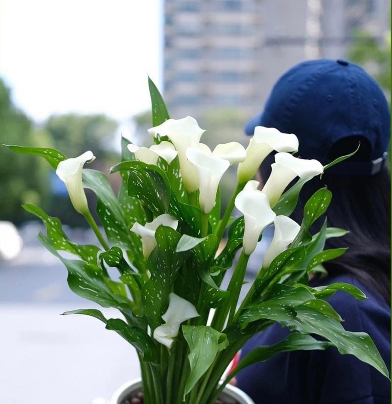 马蹄莲的花期是什么时候（了解马蹄莲的开花时间和花期特点）