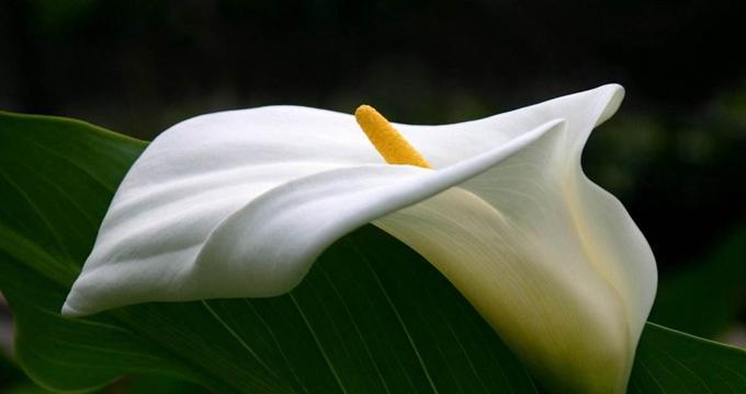 马蹄莲不开花的原因（探究马蹄莲开花的难题）