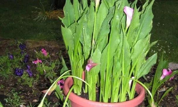马蹄莲的种植与养护（栽种时间）