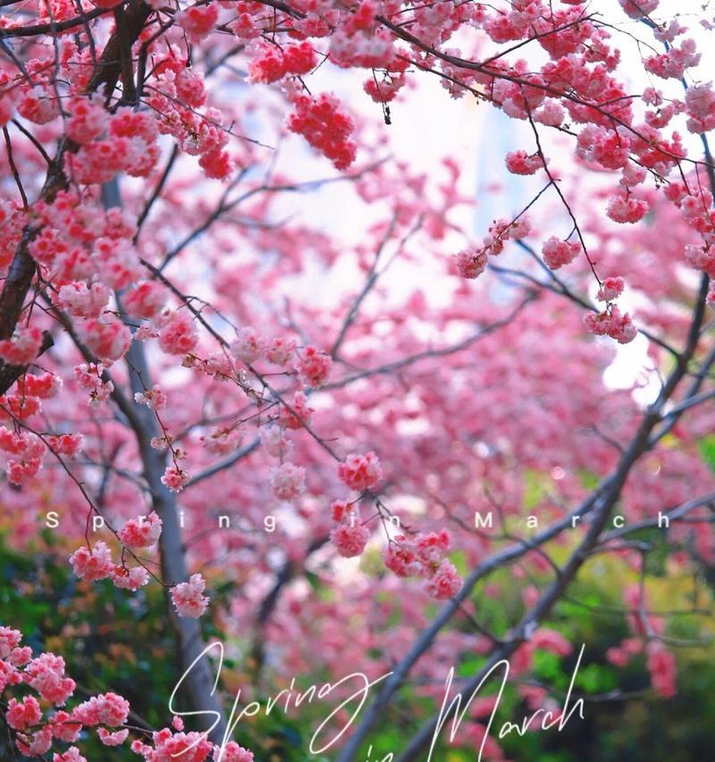 樱花之美(探寻樱花的浪漫与深意)