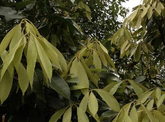 探秘栓木（壳斗科开花植物的神奇之树）