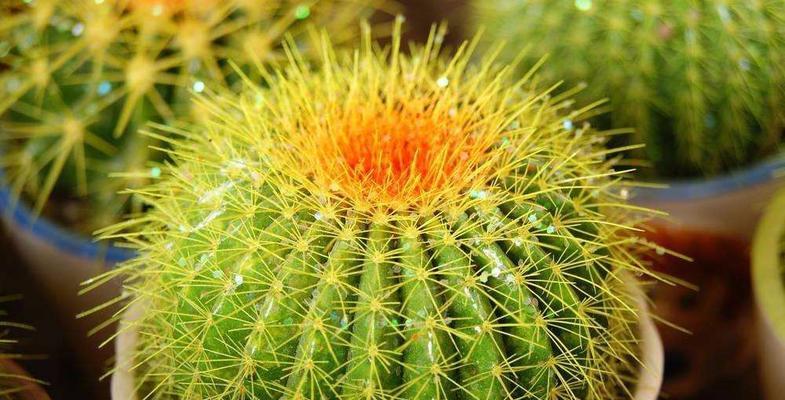 植物与生肖的象征意义(用植物代表不同生肖)
