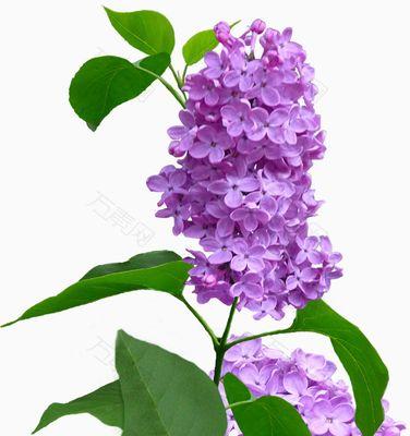 紫色丁香花的花语（紫色丁香花的花语及其象征意义）