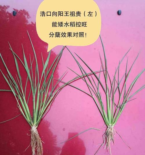 水稻的花型及其特点（水稻是单性花还是双性花）