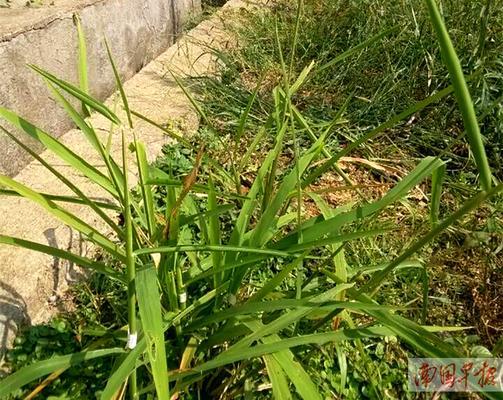 水稻是裸子植物，其特点是什么（探究水稻的生长特征和分类）