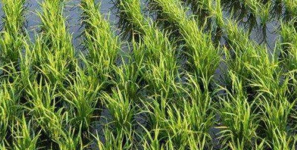 水稻种植时间与生长周期（掌握正确的种植时间）