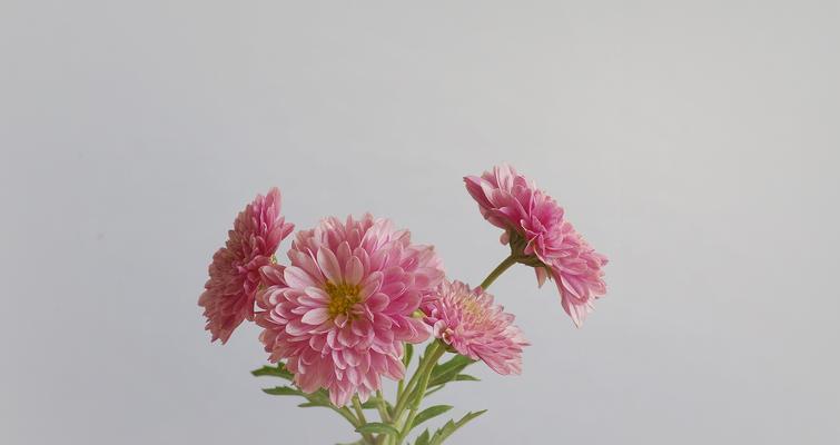 黄色菊花的花语及象征意义(揭示黄色菊花所代表的情感和心理含义)