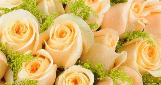 20朵玫瑰的花语与意义（深入解读20朵玫瑰所代表的不同寓意）