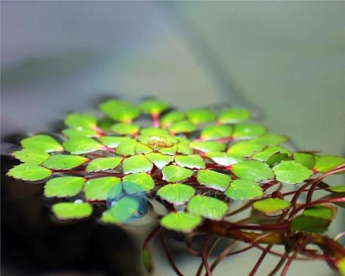 水中花园——浅谈水生植物的养护与美化（从选购到养护）
