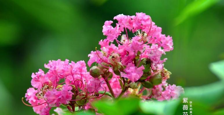 安阳市花紫薇花的象征意义（追寻美丽与坚强之花）