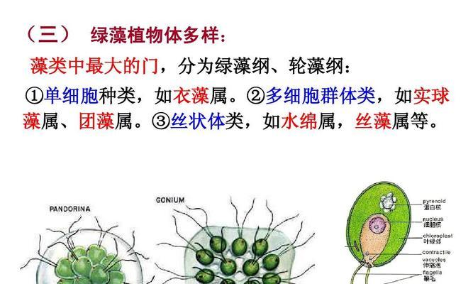 水绵——植物界的“海绵宝宝”（揭秘水绵植物的种类）