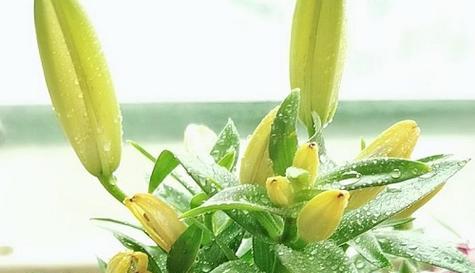 白百合的花语与意义(探寻白百合的神秘花语)