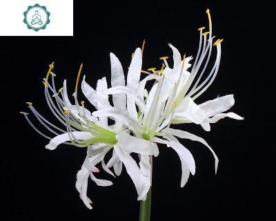 白彼岸花的寓意与象征意义（探索白彼岸花在文化与艺术中的意蕴）