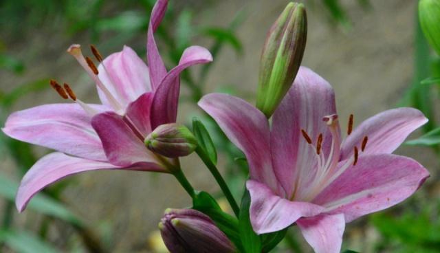 百合花语与人生哲理（用百合解读花开花谢的含义）