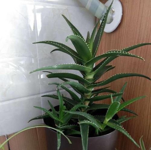 水培芦荟养护攻略(打造绿色家居美景)