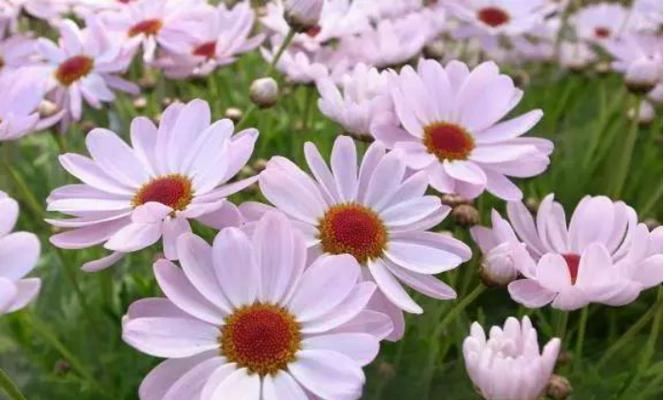 花语传情(探寻爱情的芬芳——每朵花背后的深意)