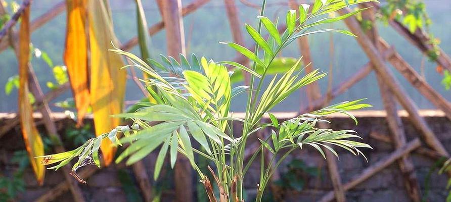 如何养护水培椰子更旺盛（掌握这些方法让你的椰子更茁壮成长）