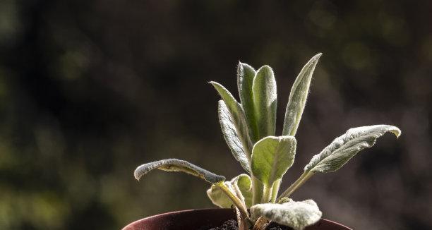 水瓶座适合种什么花：探索水瓶座的独特品味和适合种植的花卉