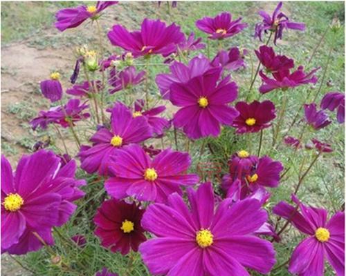 矮杆波斯菊花语（用花言巧语）