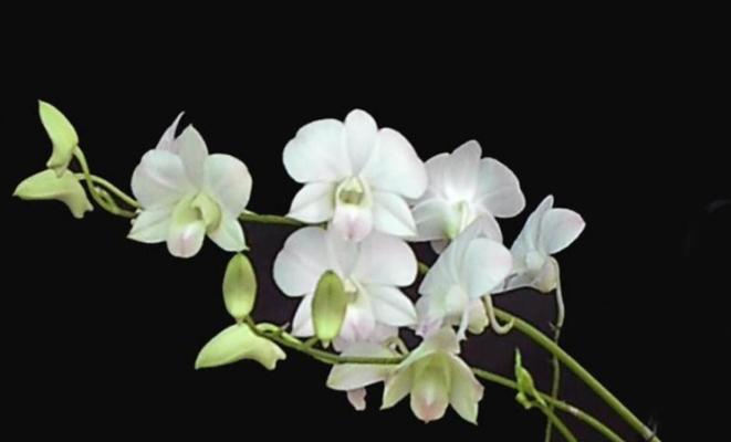 芭蕾舞兰花（舞动人生的花）