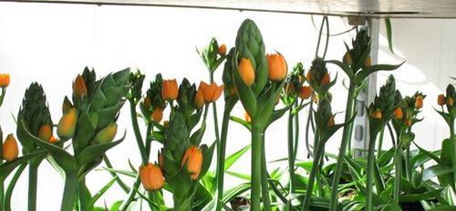 白花虎眼万年青的花语-展现纯洁与祝福的力量（白花虎眼万年青）