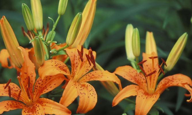 百合花花语传说（揭开百合花背后的传说故事）