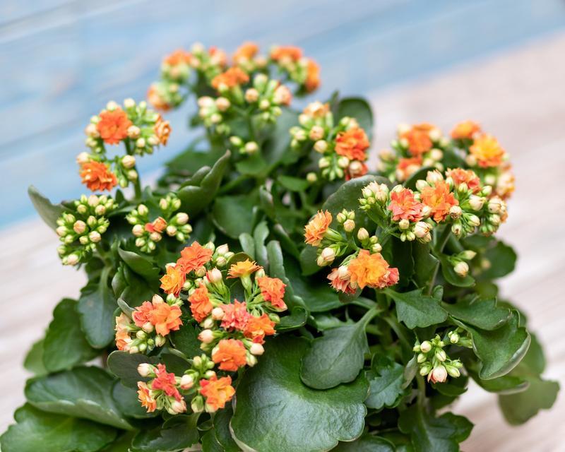 长寿花（祝福与希望）