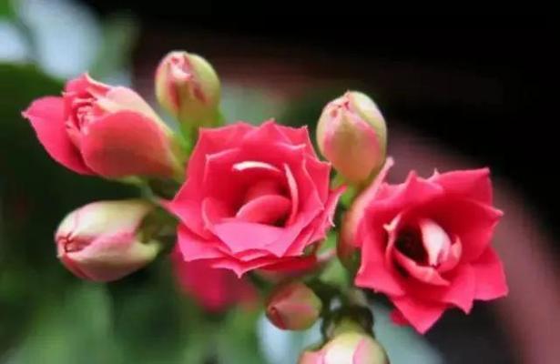 长寿花的花语及寓意（探索长寿花所传递的祝福与希望）