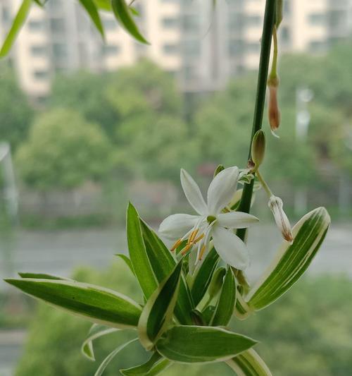 吊兰花语的深刻寓意（探寻吊兰花语的象征和意义）