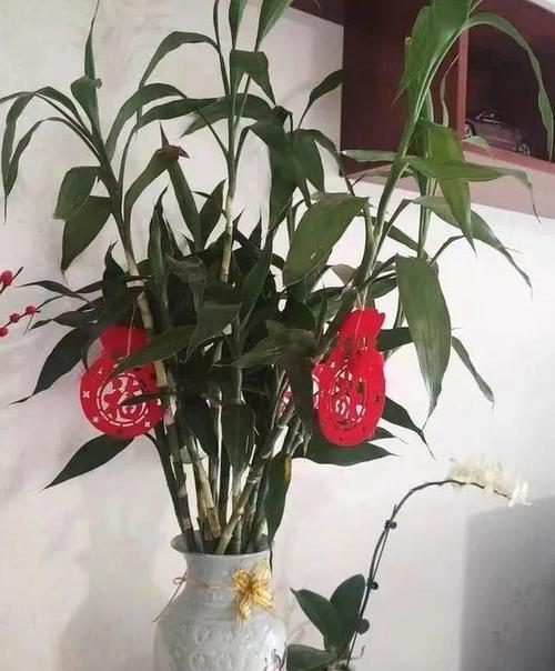 富贵竹开花的寓意与象征(揭示富贵竹开花的意义与象征背后的传说)