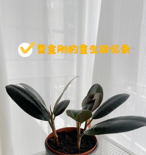 以黑金刚橡皮树的寓意为主题的文章（黑金刚橡皮树的象征意义及其对人生的启示）