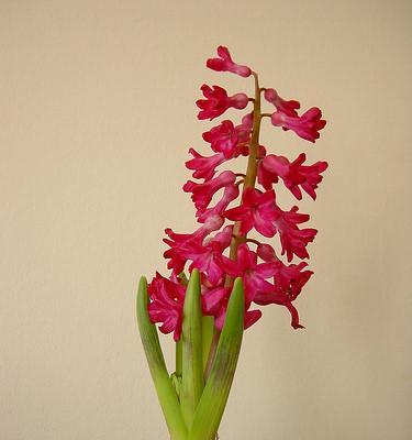 红色风信子花语之赤诚之爱（红色风信子花语探究及意义解读）